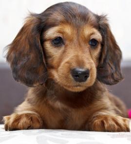 ����� ���� ���c�