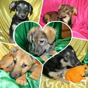 ����� �������� � ���, 3 ���. �������� � �������