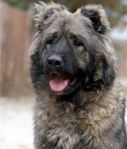 Добрый медвежонок Герда! Кавказская овчарка в дар.