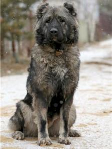 Добрый медвежонок Герда! Кавказская овчарка в дар.