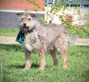 Овен -обаятельный кудряш в дар