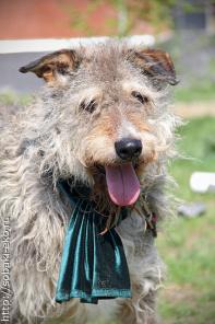 Овен -обаятельный кудряш в дар