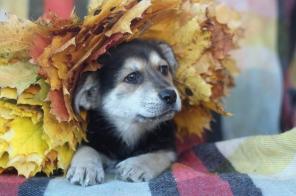 ����� ������ ��������-����������� ������� � ���