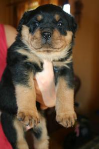 ���������� ������