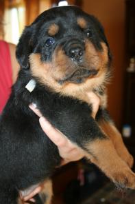 ���������� ������