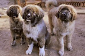 ����� ���������� �������