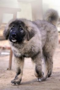 ����� ���������� �������