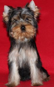 ����������� ������ ������� 3.5 ������