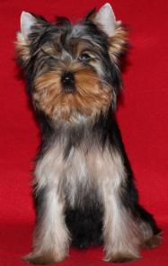 ����������� ������ ������� 3.5 ������