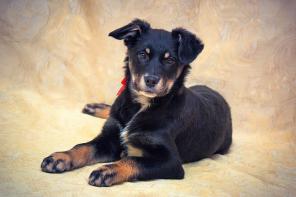 Найк ищет дом