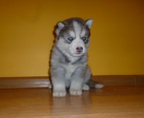 ������������ ����� ���������� �����