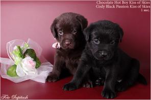 �������� ���������� Kiss of Skies. ������� ������