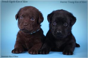 �������� ���������� Kiss of Skies. ������� ������