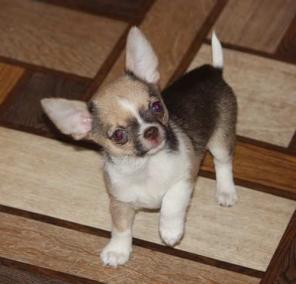 �������� �������  � ������������ ����������