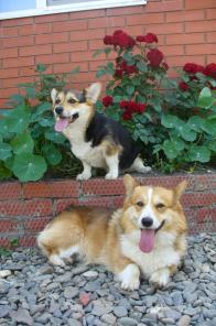 ��������� ����� �����  �����  ������� ��������