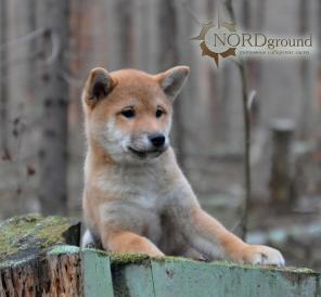 ����� ����-���