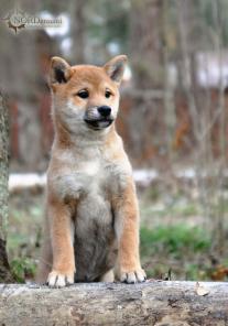 ����� ����-���