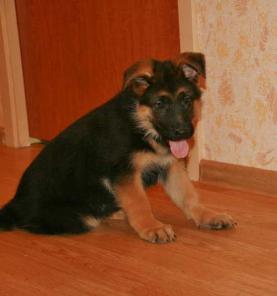Перспективные щенки немецкой овчарки
