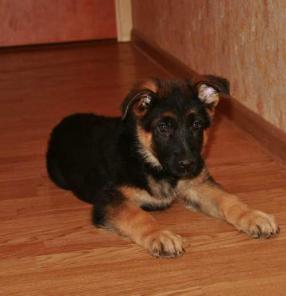 Перспективные щенки немецкой овчарки