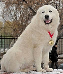 ����ae��� ������� �e�o� �ape���