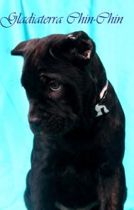 ����� ���� ����� �� ��������� Gladiaterra!