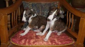 ����� ������� ������ ������