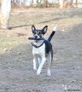 Спортивный пес Рей для молодых и активных людей