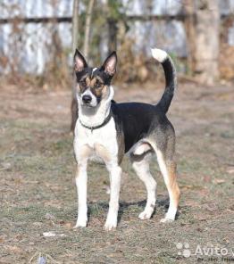 Спортивный пес Рей для молодых и активных людей