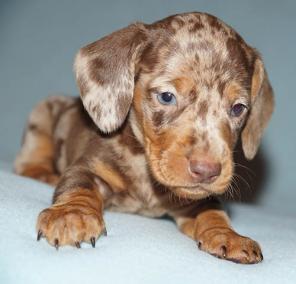 ����� �������������� �����