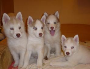 ������������ ����� �����