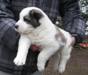 ����� ��������������� �������