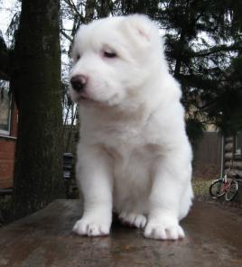 ����� ��������������� �������