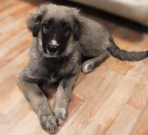 ������� �������� �����, �������, � ���.