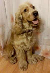 ����, ���������� �����-�������� � ������ � ���������� ����