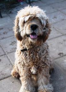 �����, ������������ �����-�������� � ������ ����