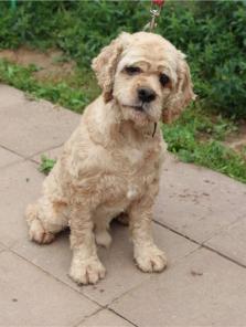 �����, ������������ �����-�������� � ������ ����