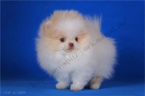 Померанский шпиц мальчик бело-кремовый