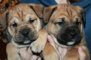 ��������� ����� �� �� ��.