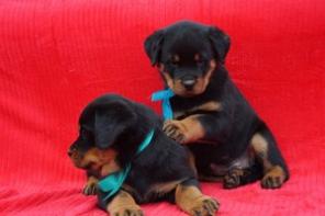 ����� ���������� �� ���������.