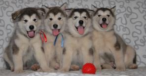 ������������ �������� ������