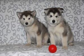 ������������ �������� ������