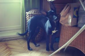 ����������� ���� ������� � ���