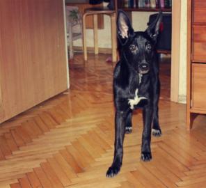 ����������� ���� ������� � ���