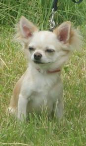 �����- ������ ��������