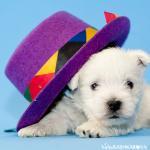 ����� ���� ������� ���� �������