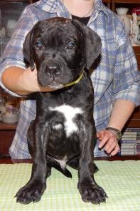 ����� ���� ����� - ���� �����