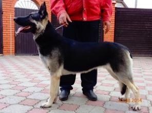 ������������������� ������� - ��������