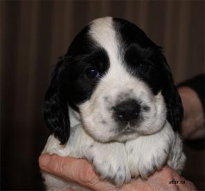 ����� ����������� ����� ��������