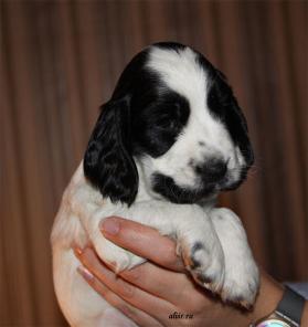 ����� ����������� ����� ��������