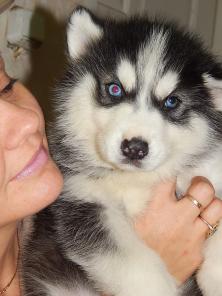 Продам щенков породы Сибиский Хаски
